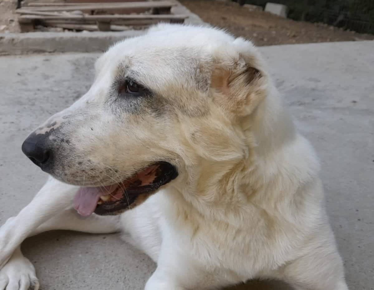 Hope - Hundevermittlung und Adoption aus Rumänien