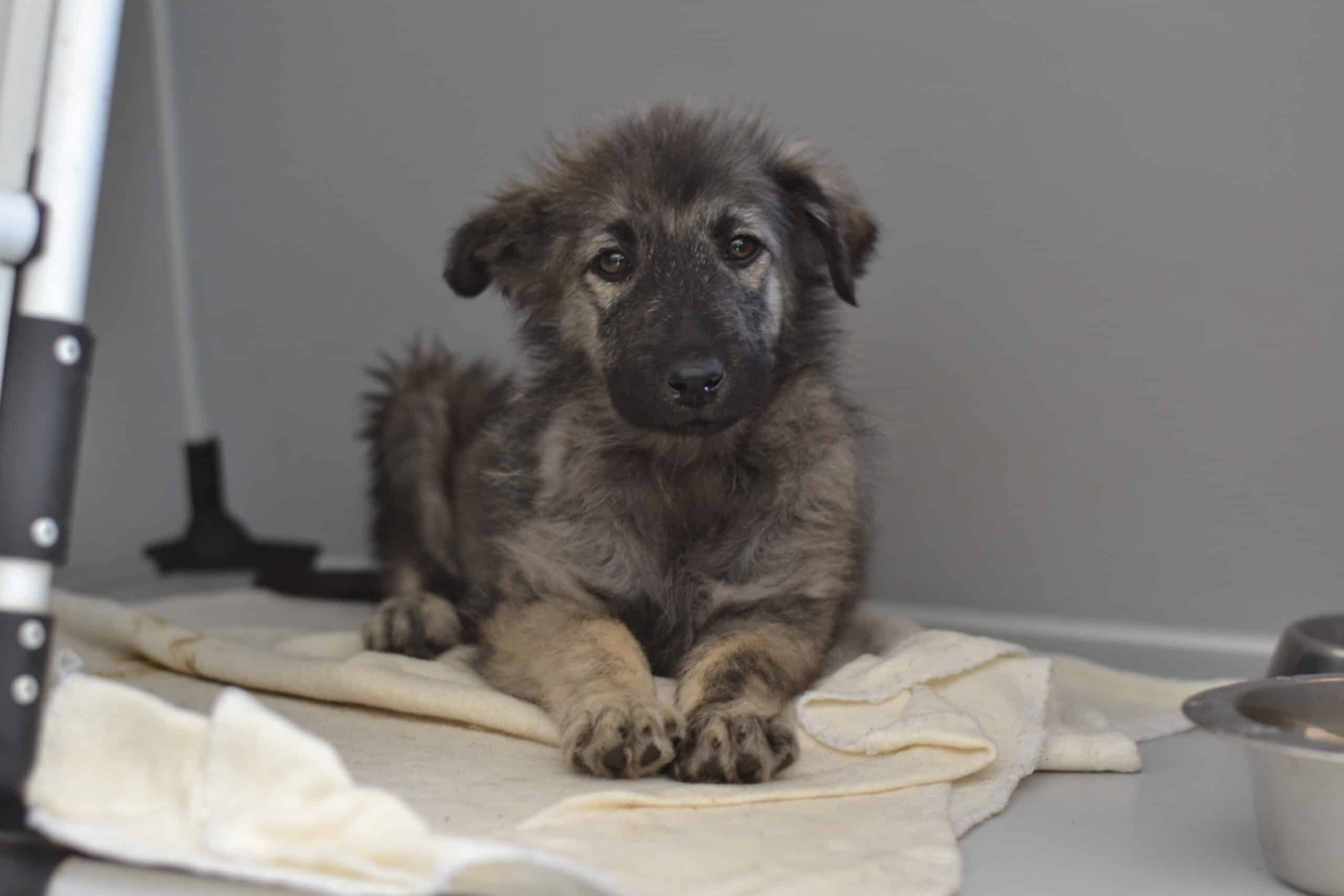Fenja - Hundevermittlung und Adoption aus Rumänien