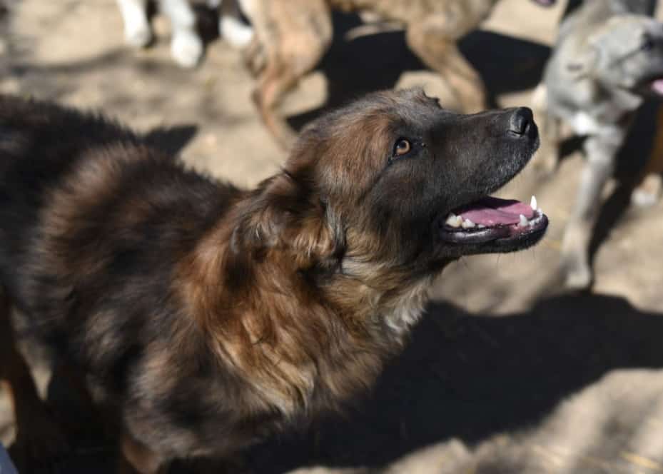 Marco - Hundevermittlung und Adoption aus Rumänien