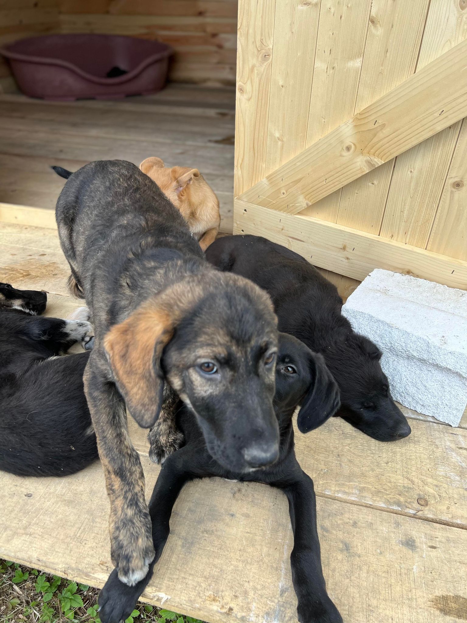 Zalo - Hundevermittlung und Adoption aus Rumänien