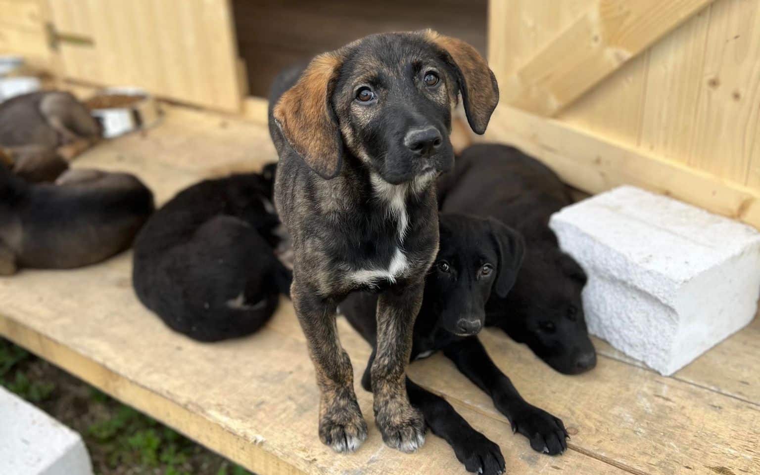 Zalo - Hundevermittlung und Adoption aus Rumänien