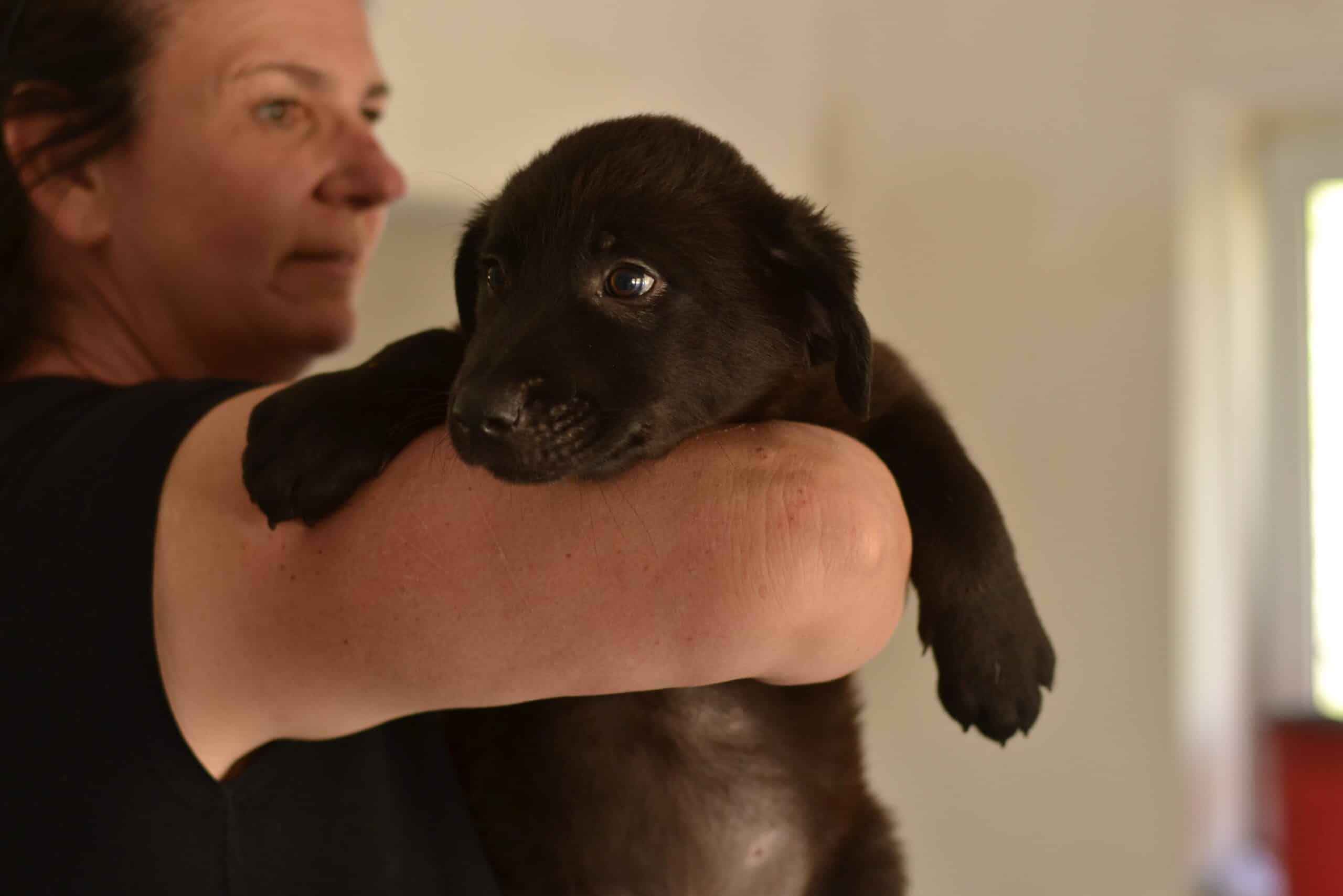 Zelia - Hundevermittlung und Adoption aus Rumänien