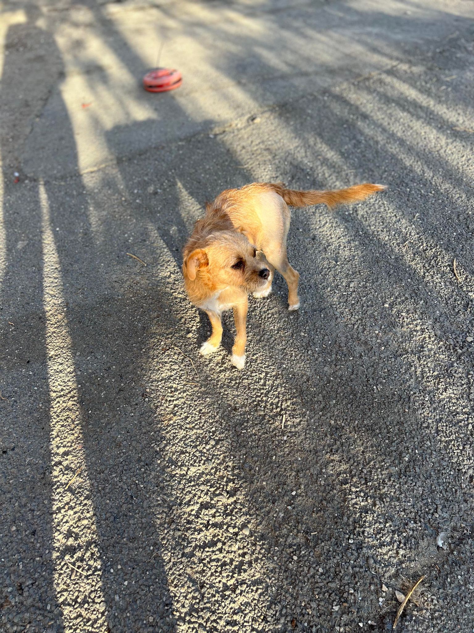 Nila - Hundevermittlung und Adoption aus Rumänien
