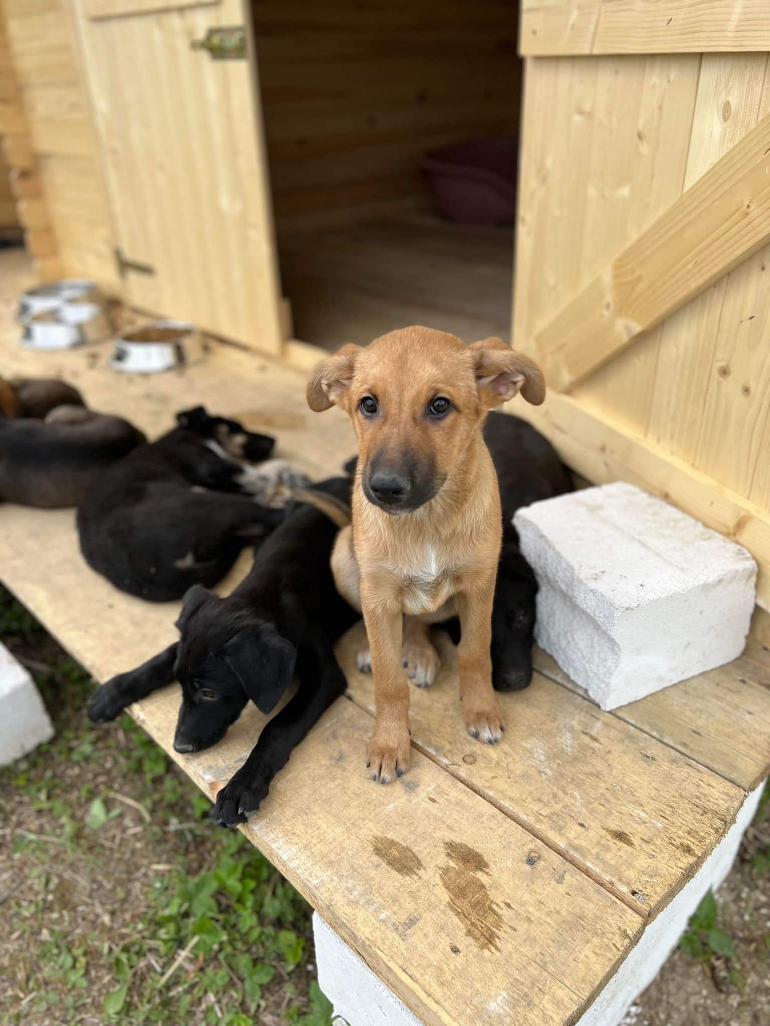 Cassy - Hundevermittlung und Adoption aus Rumänien
