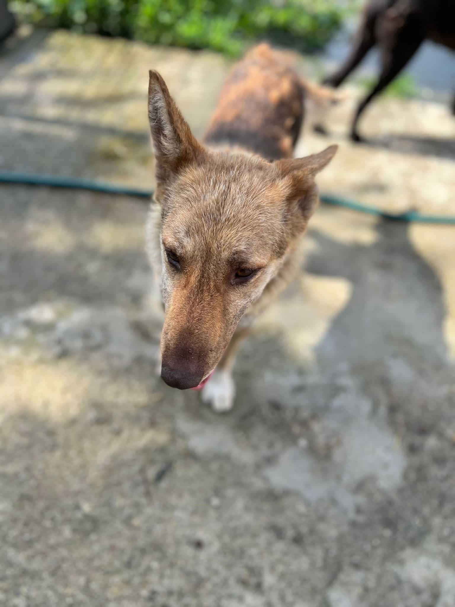 Olivia - Hundevermittlung und Adoption aus Rumänien
