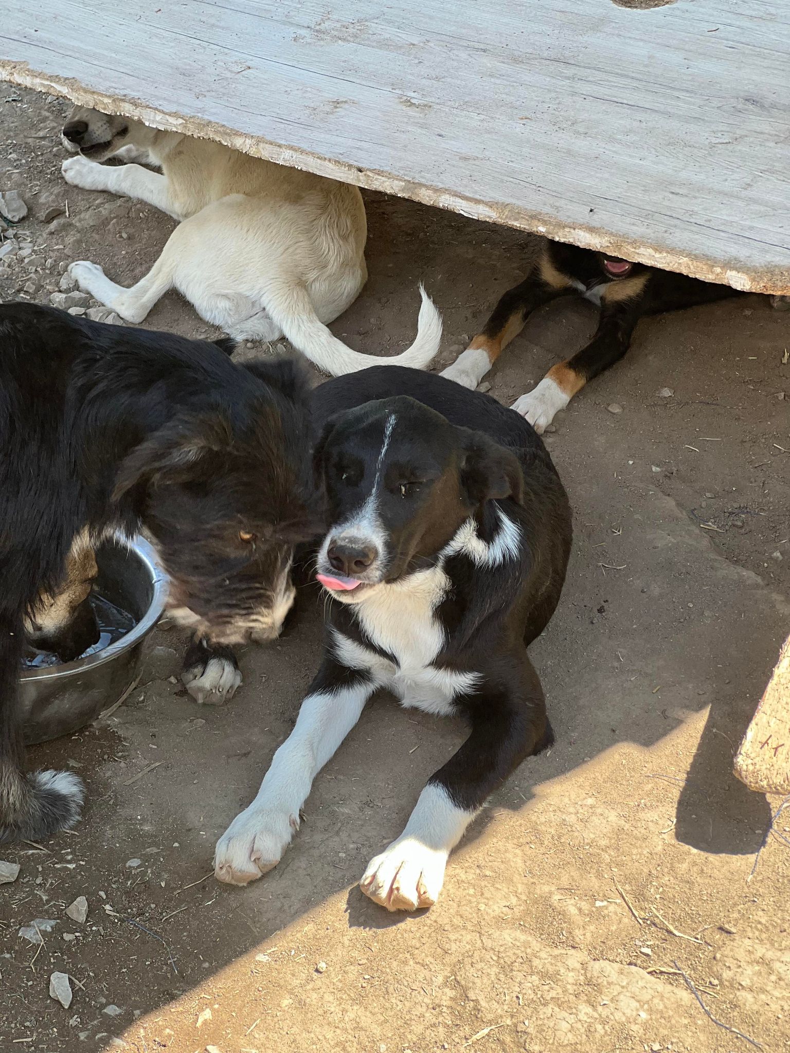 Loki - Hundevermittlung und Adoption aus Rumänien