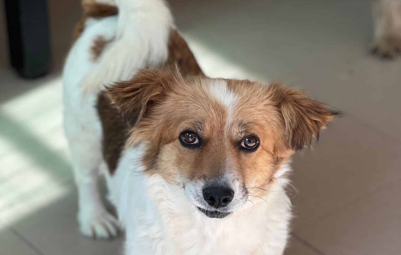 Daisy - Hundevermittlung und Adoption aus Rumänien