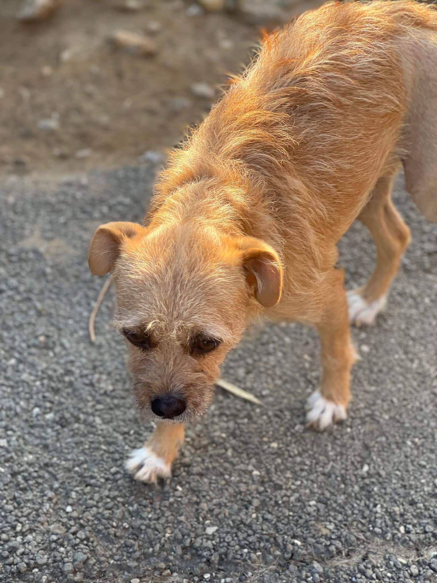 Nila - Hundevermittlung und Adoption aus Rumänien