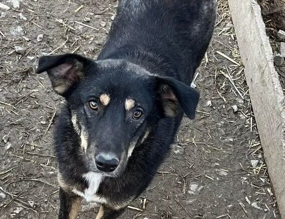 Luca - Hundevermittlung und Adoption aus Rumänien
