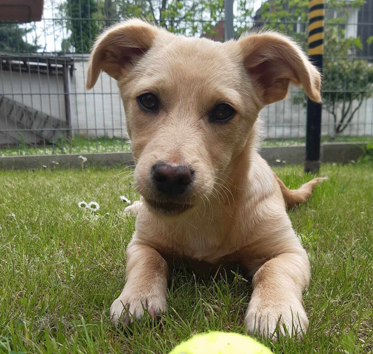 Azalie - Hundevermittlung und Adoption aus Rumänien