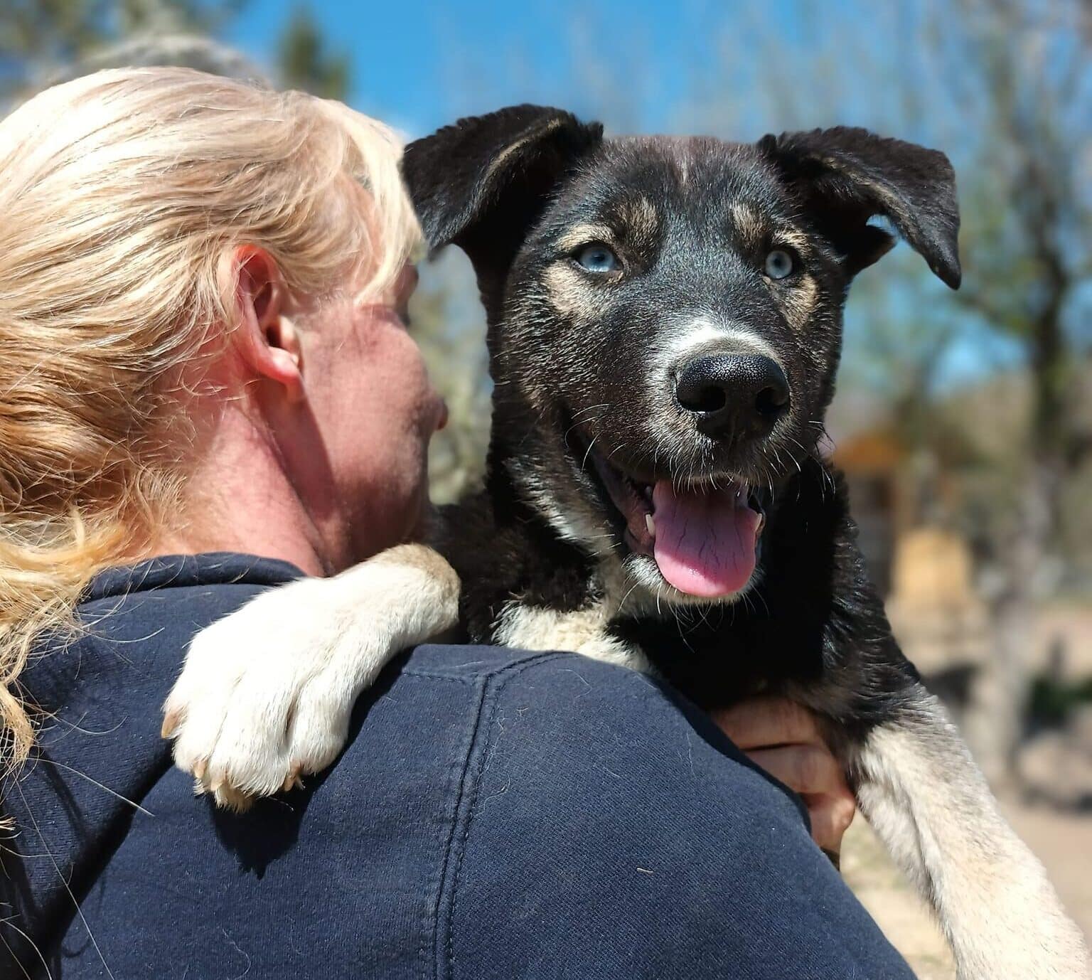 Chinook - Hundevermittlung und Adoption aus Rumänien