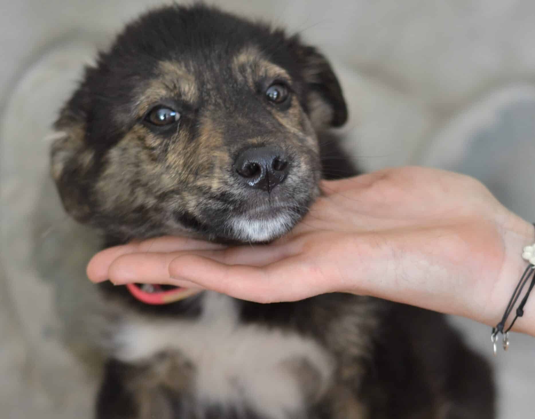 Cherry - Hundevermittlung und Adoption aus Rumänien