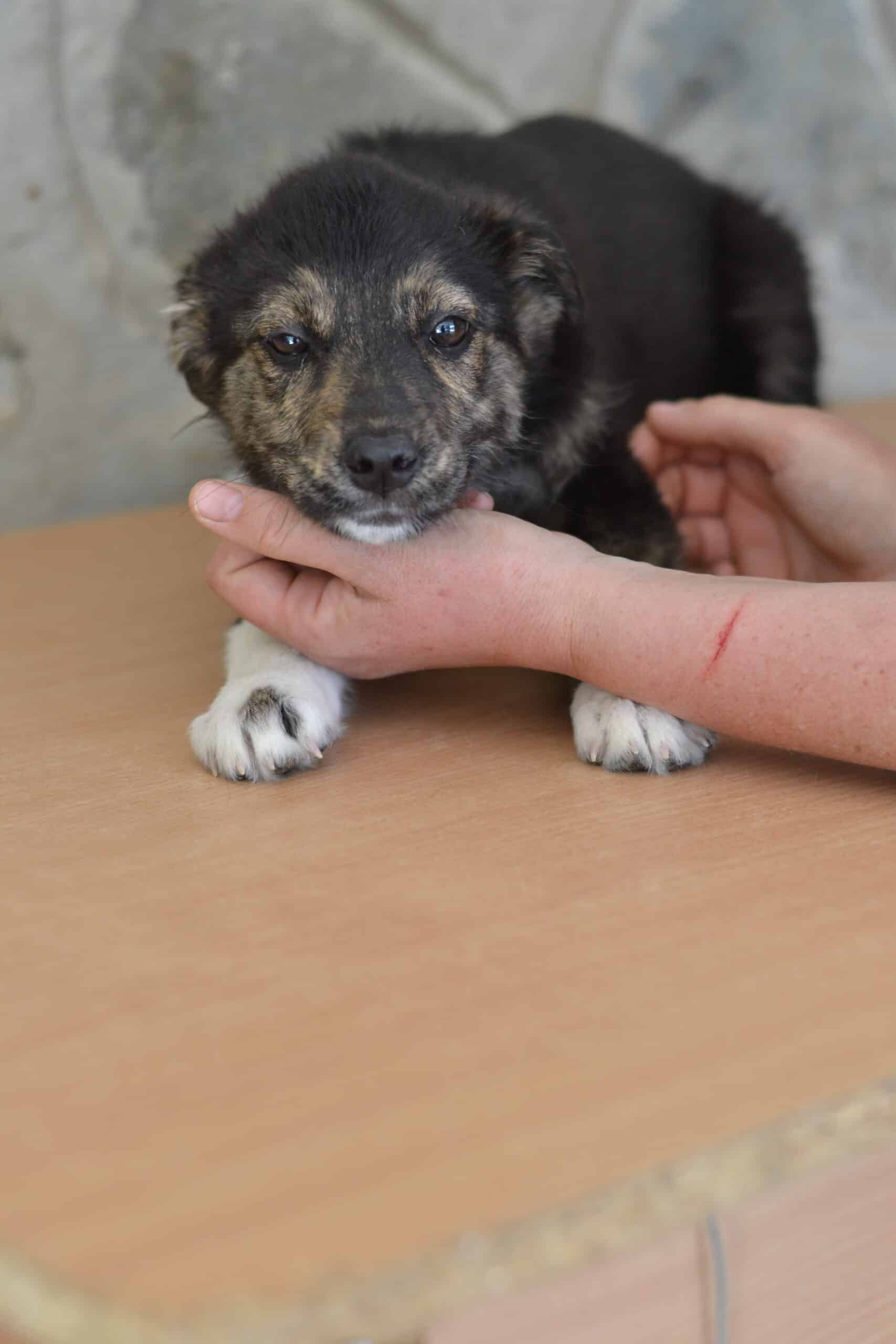Cherry - Hundevermittlung und Adoption aus Rumänien