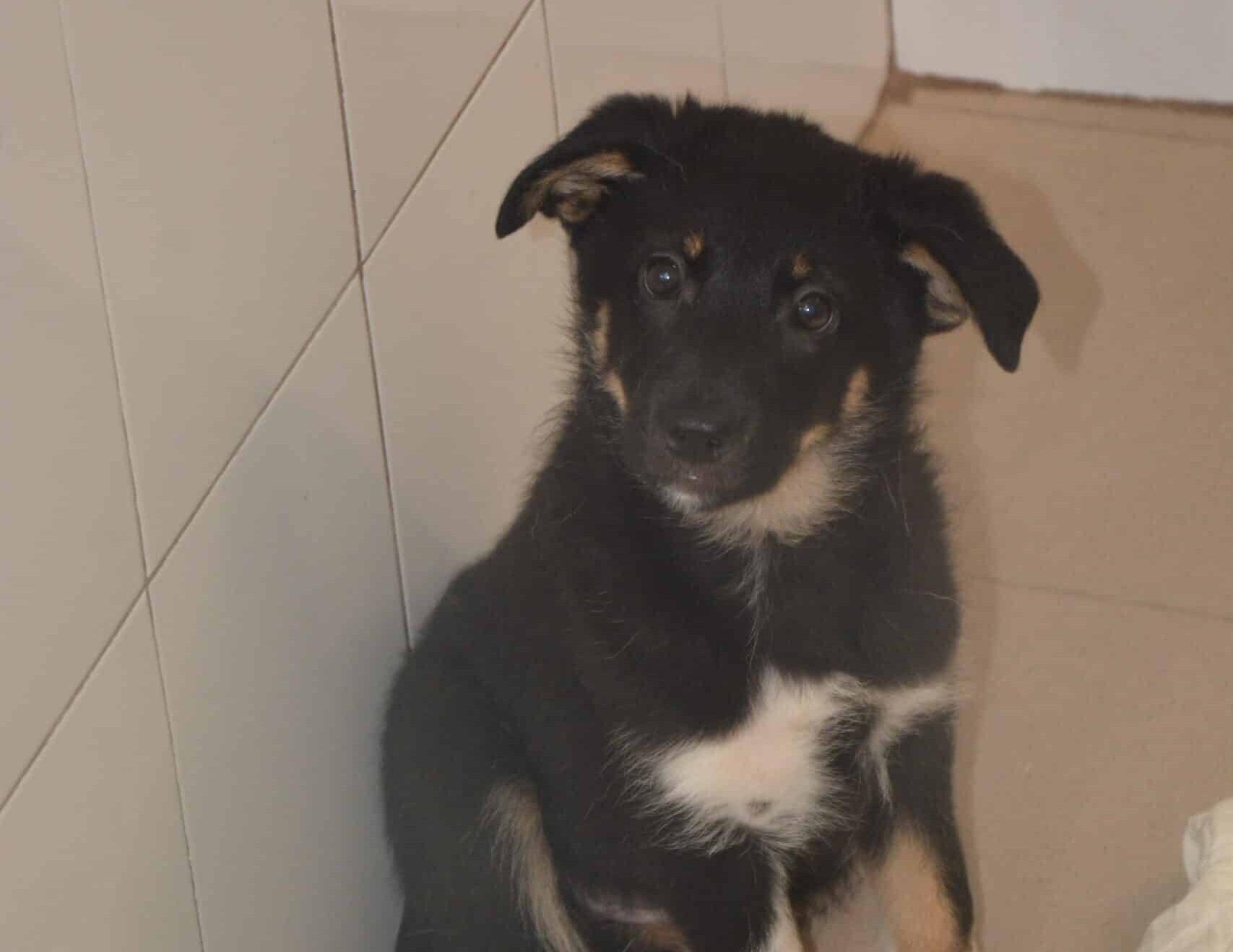 Cera - Hundevermittlung und Adoption aus Rumänien
