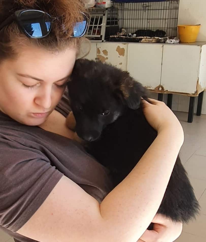Moana - Hundevermittlung und Adoption aus Rumänien