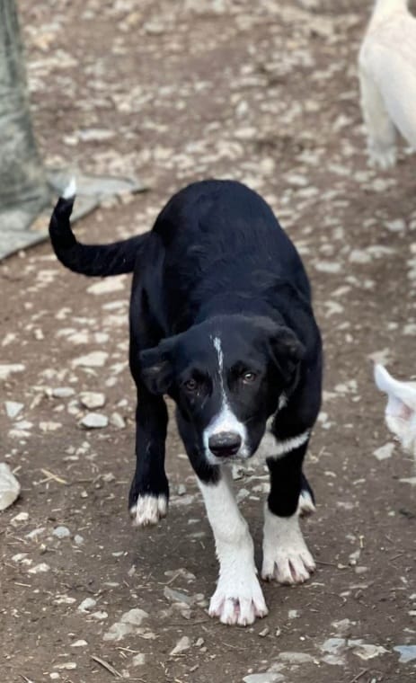 Loki - Hundevermittlung und Adoption aus Rumänien