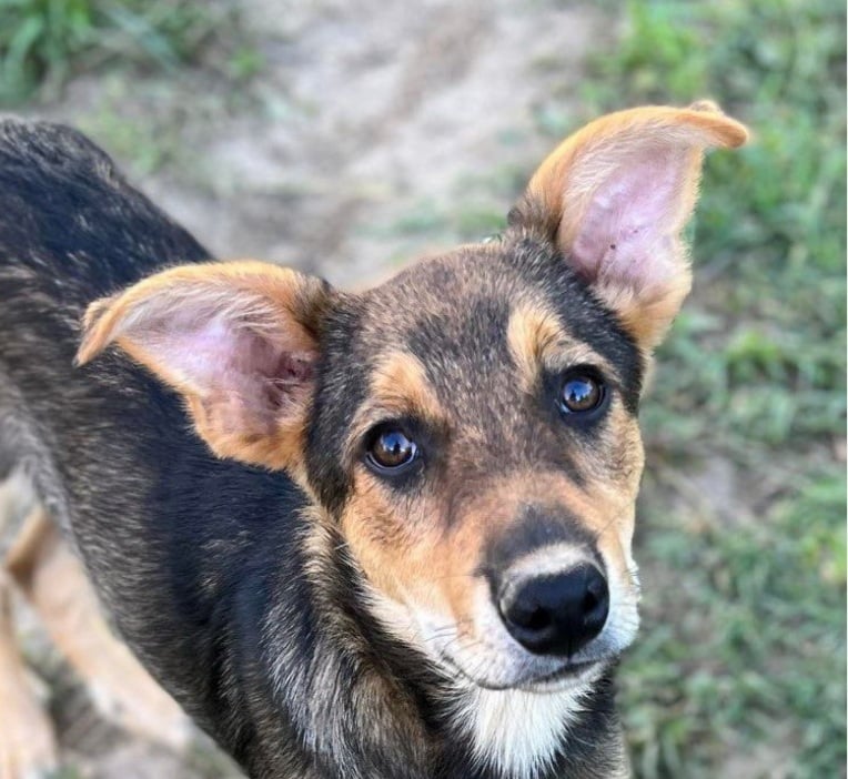 Solea - Hundevermittlung und Adoption aus Rumänien