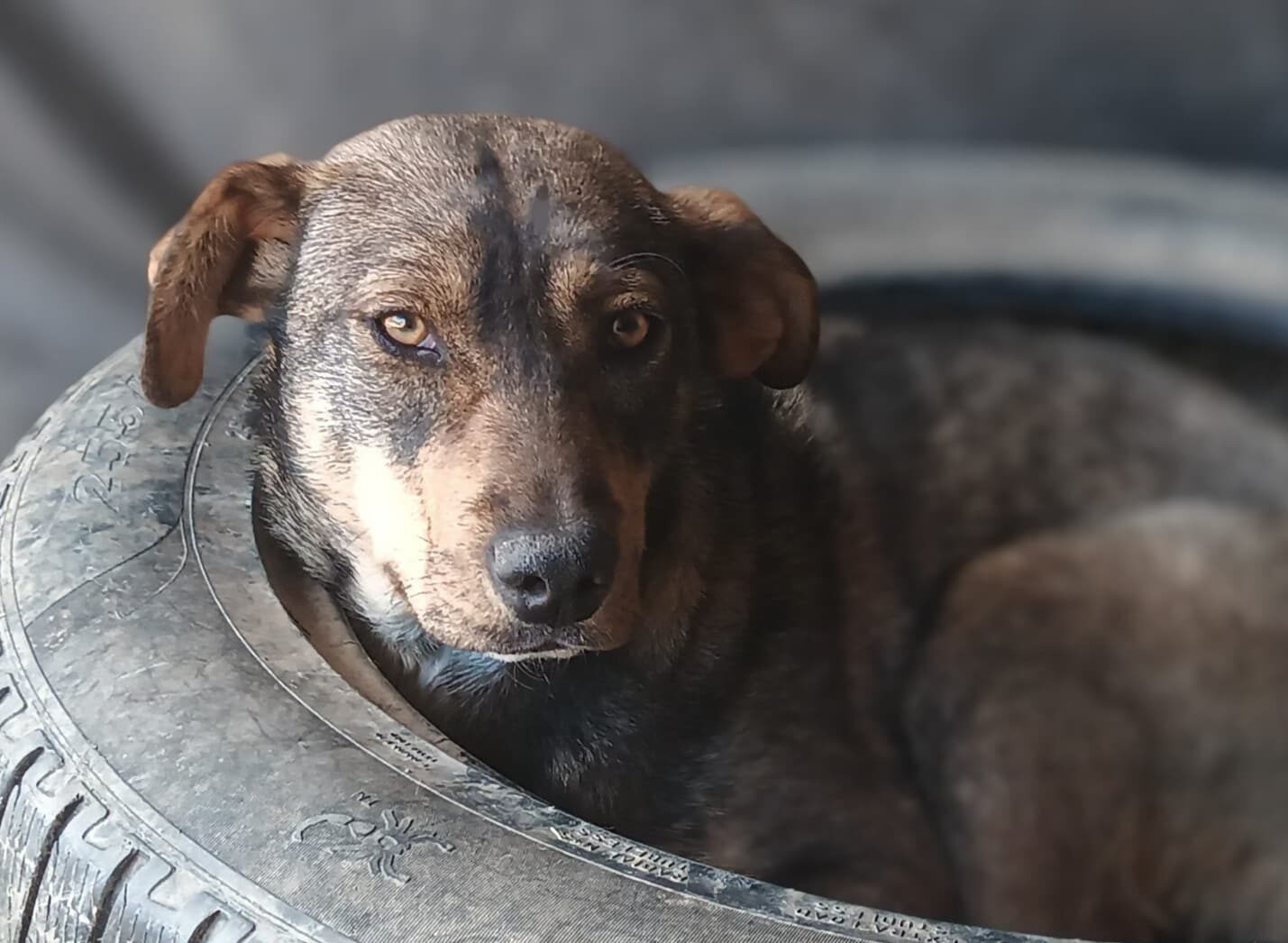 Netty - Hundevermittlung und Adoption aus Rumänien