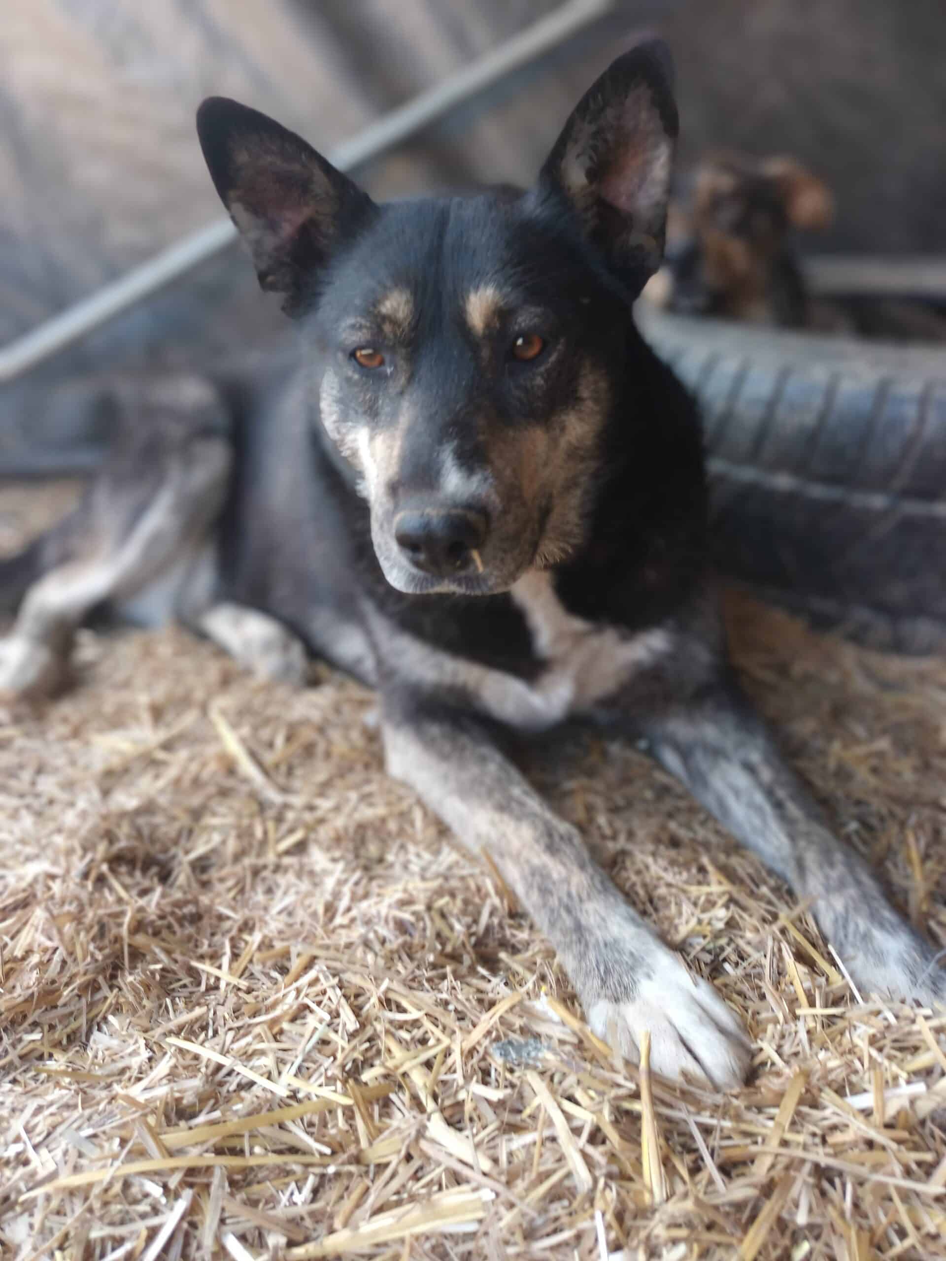 Nikoletta - Hundevermittlung und Adoption aus Rumänien