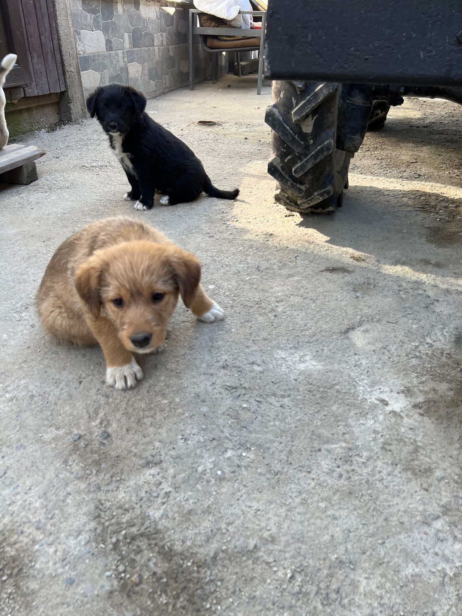 Peet - Hundevermittlung und Adoption aus Rumänien