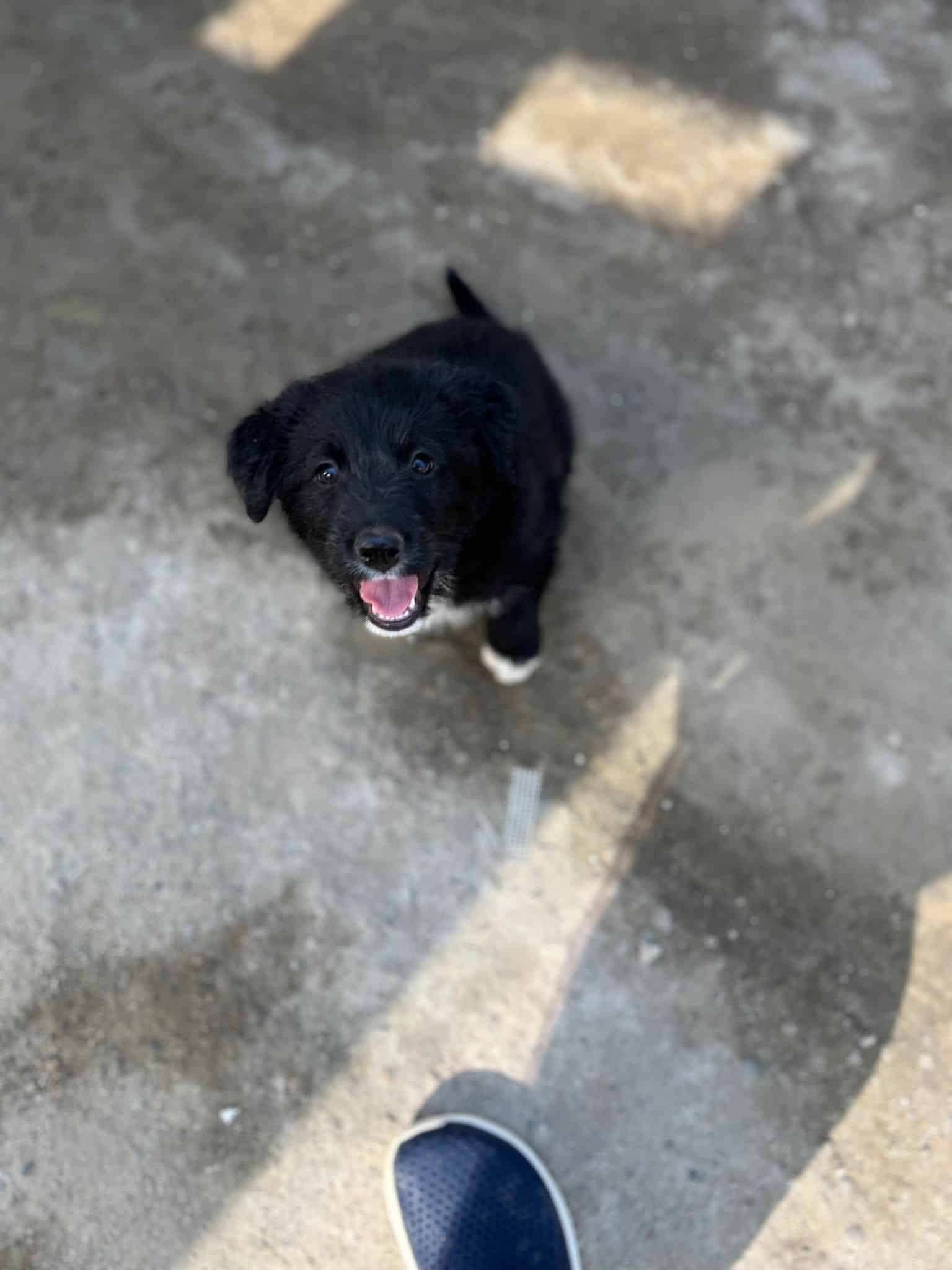 Pam - Hundevermittlung und Adoption aus Rumänien