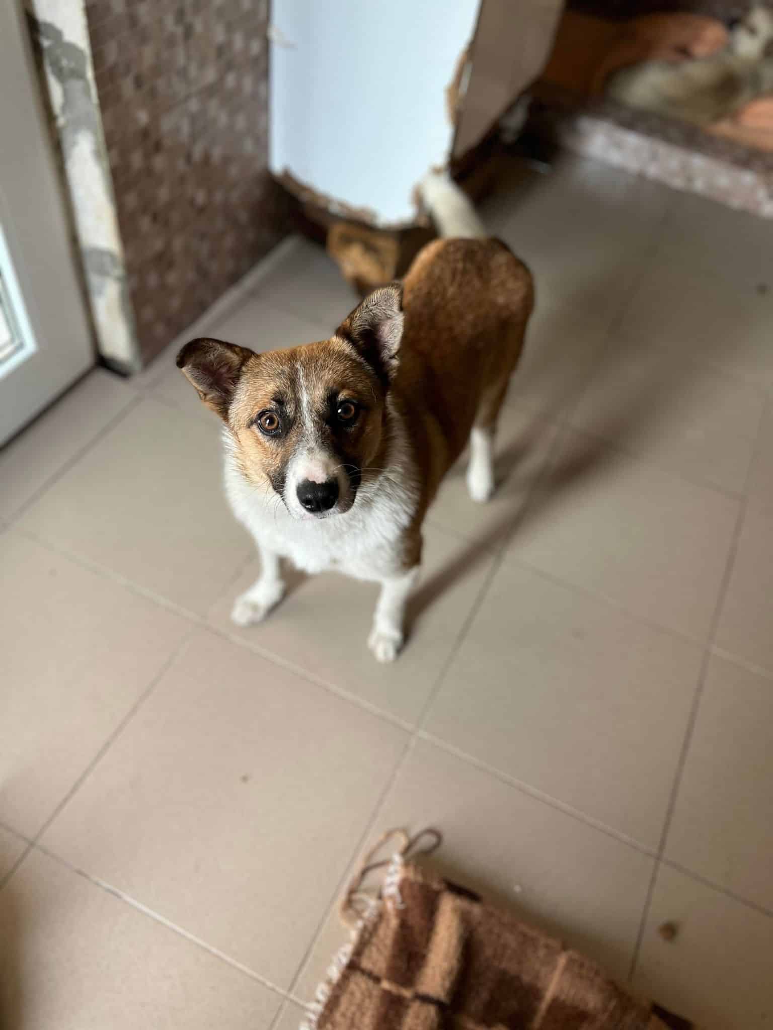 Draco- Hundevermittlung und Adoption aus Rumänien