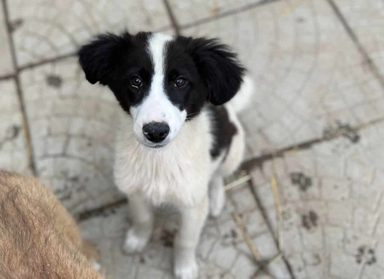 Efia - Hundevermittlung und Adoption aus Rumänien