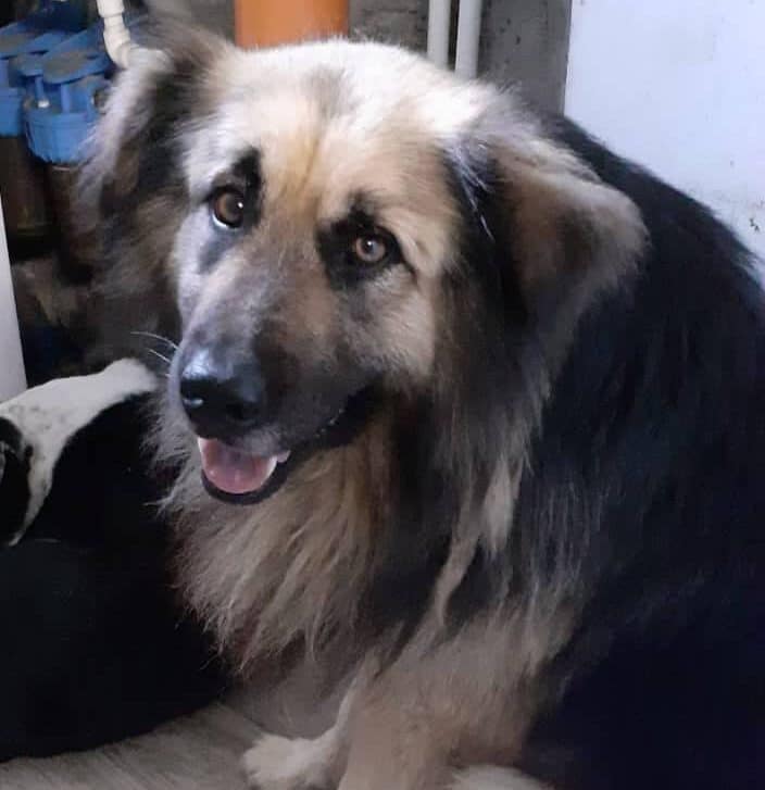 Angus - Hundevermittlung und Adoption aus Rumänien