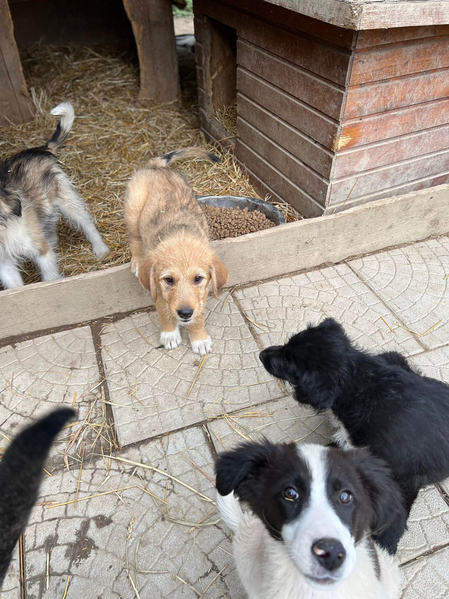 Peet Peet- Hundevermittlung und Adoption aus Rumänien
