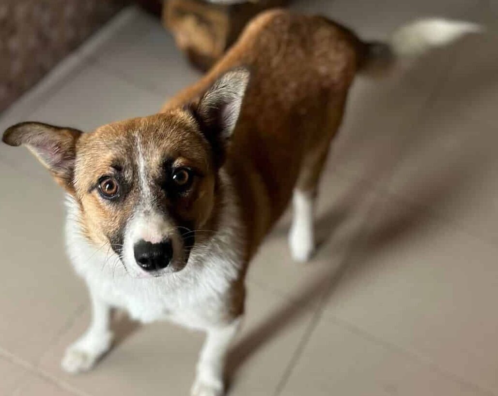 Draco- Hundevermittlung und Adoption aus Rumänien