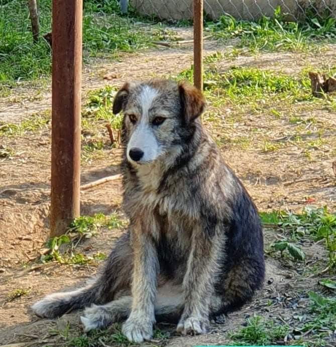 Angie - Hundevermittlung und Adoption aus Rumänien