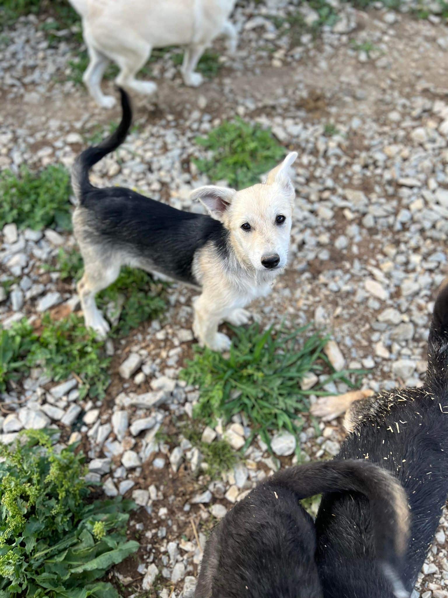 Aislin - Hundevermittlung und Adoption aus Rumänien