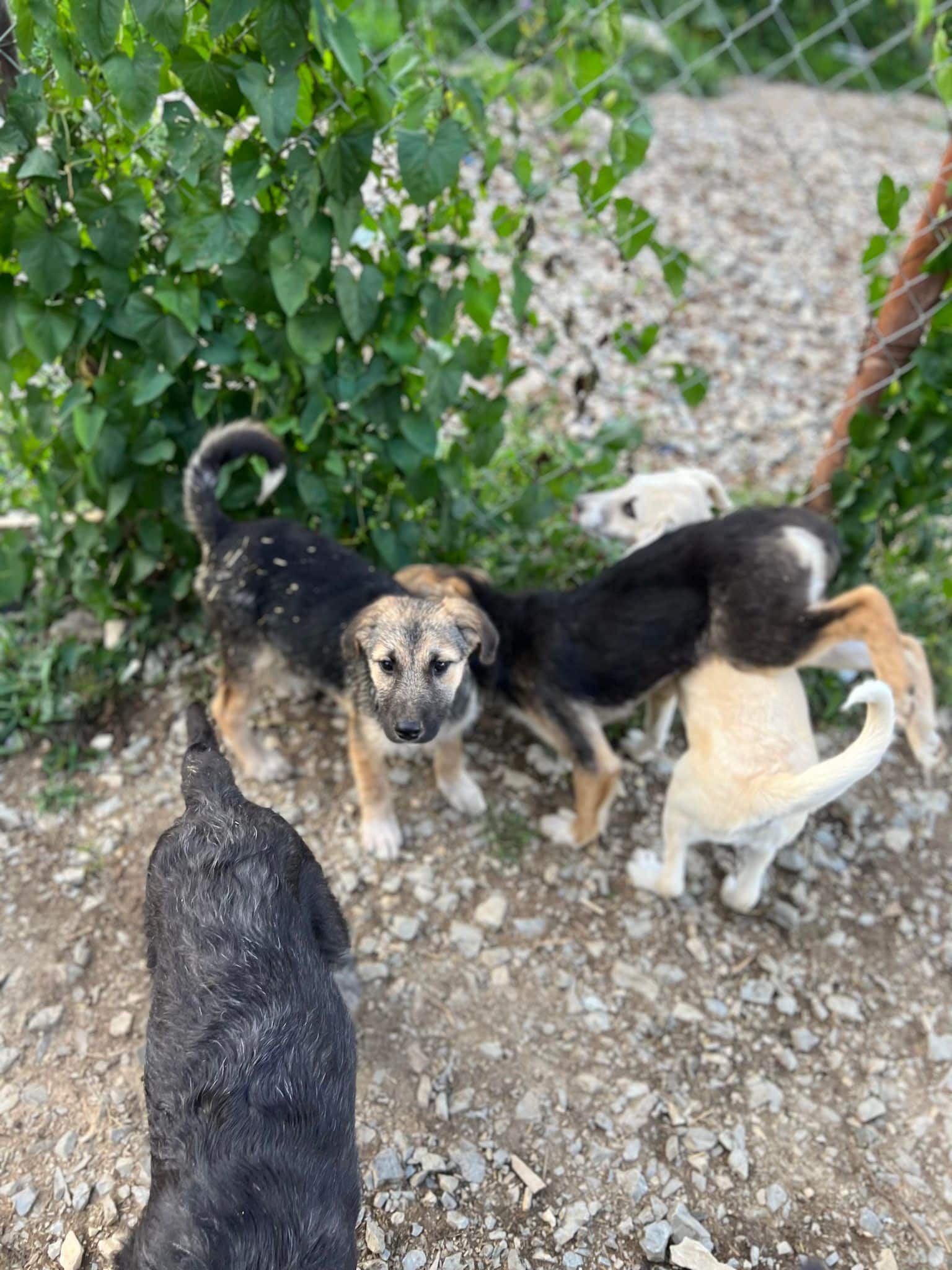 Avani - Hundevermittlung und Adoption aus Rumänien