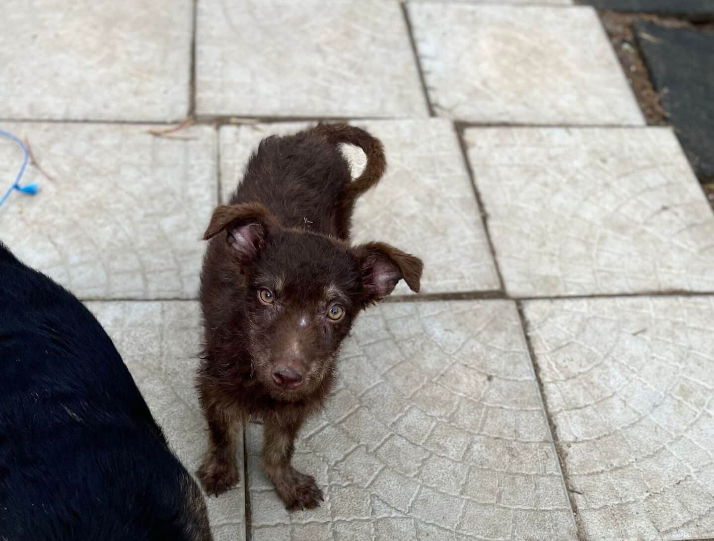 Dunja - Hundevermittlung und Adoption aus Rumänien