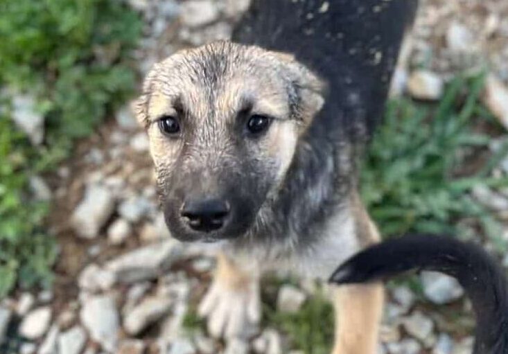 Ahavah - Hundevermittlung und Adoption aus Rumänien
