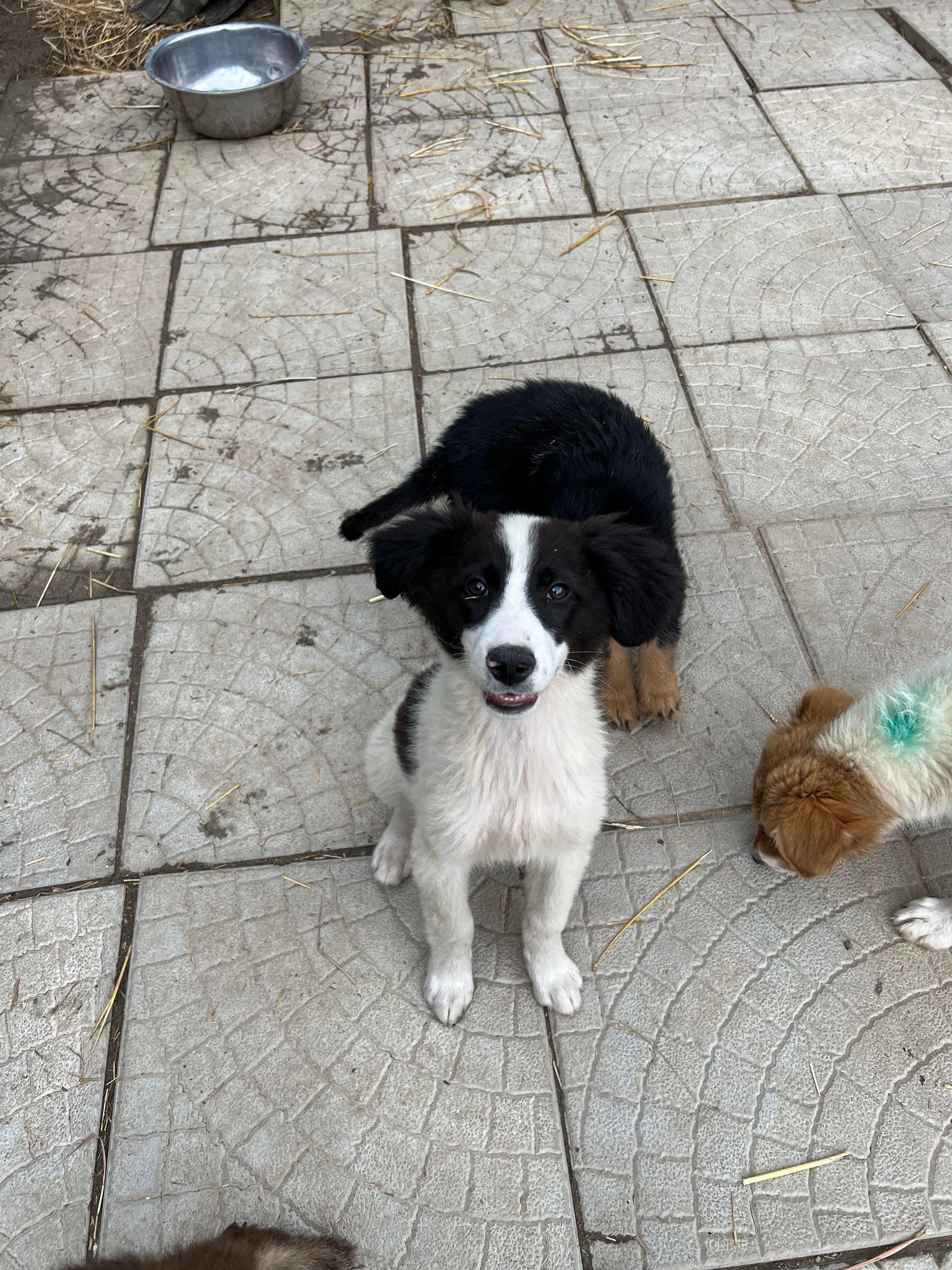 Efia - Hundevermittlung und Adoption aus Rumänien