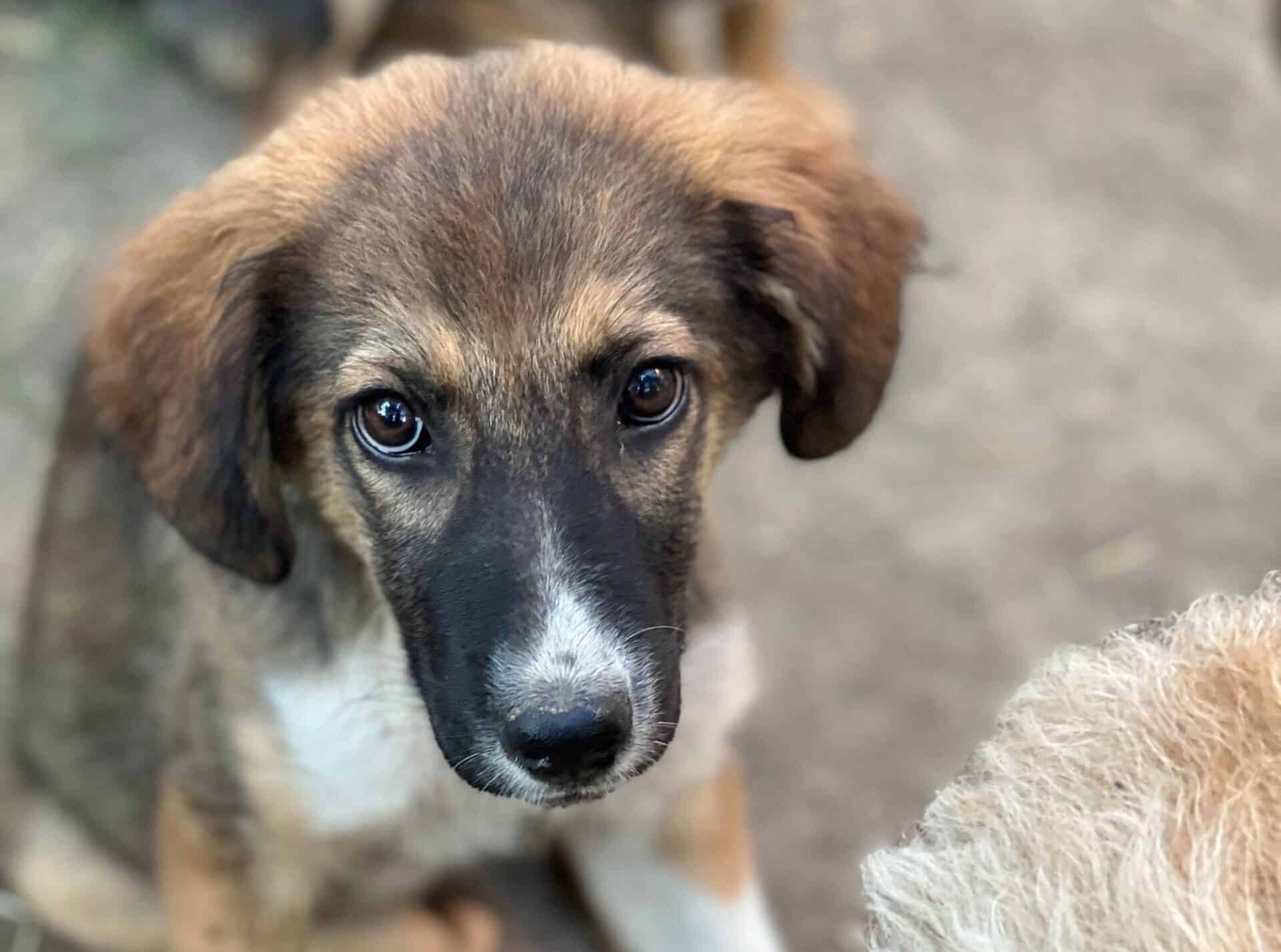 Carlo - Hundevermittlung und Adoption aus Rumänien
