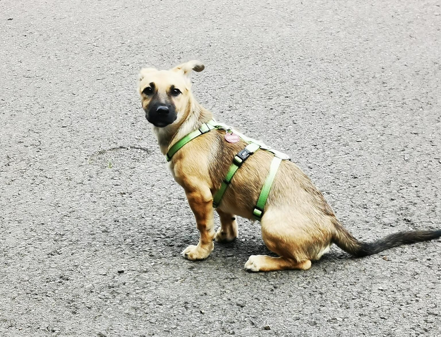 Berta - Hundevermittlung und Adoption aus Rumänien