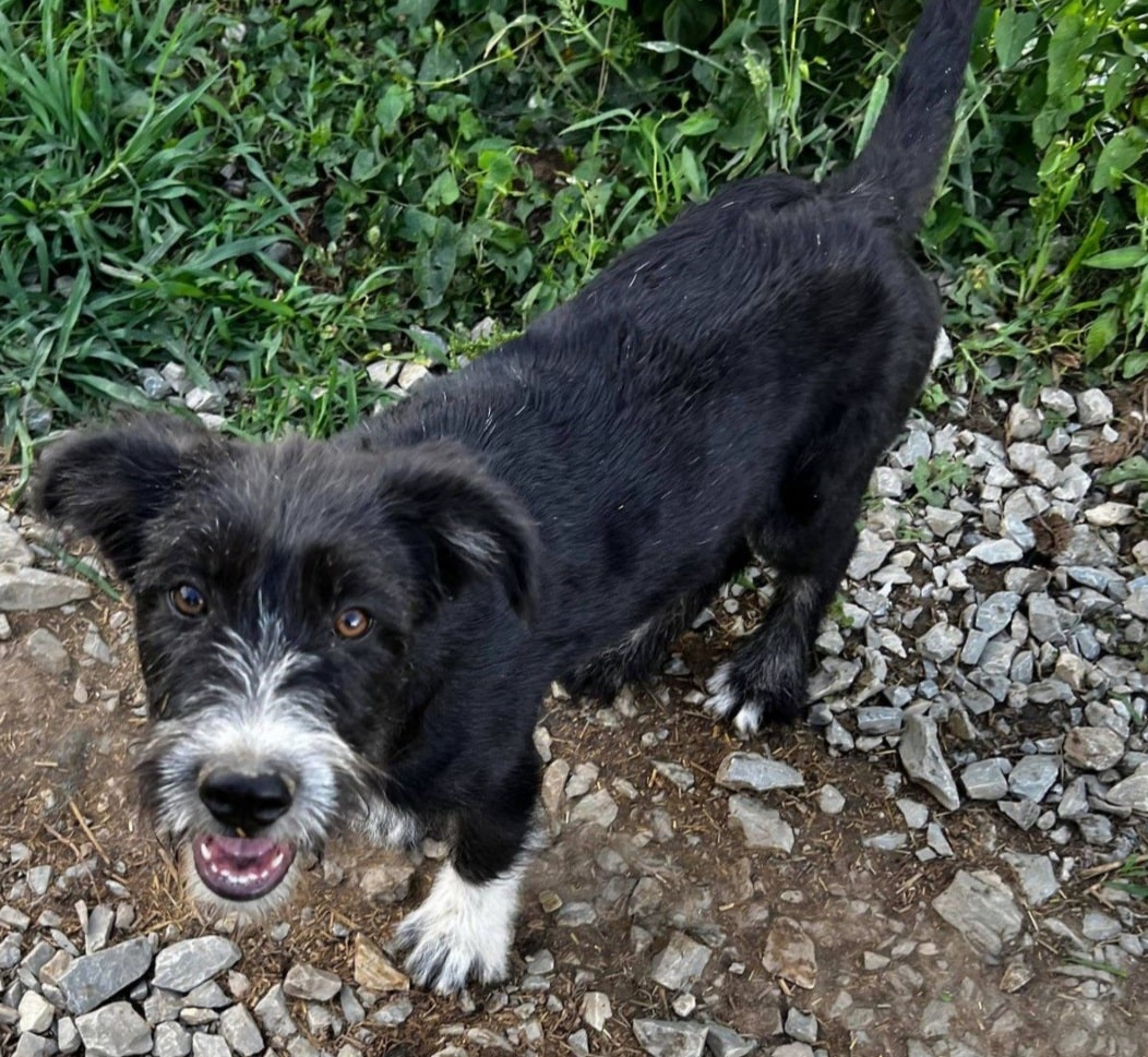 Rica - Hundevermittlung und Adoption aus Rumänien