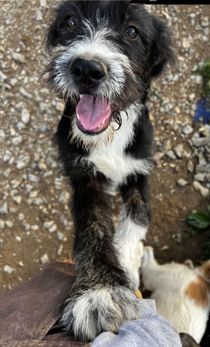 Rica - Hundevermittlung und Adoption aus Rumänien