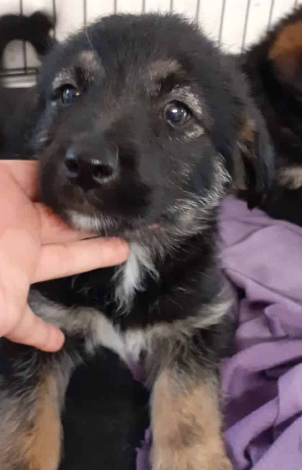 Quinn - Hundevermittlung und Adoption aus Rumänien