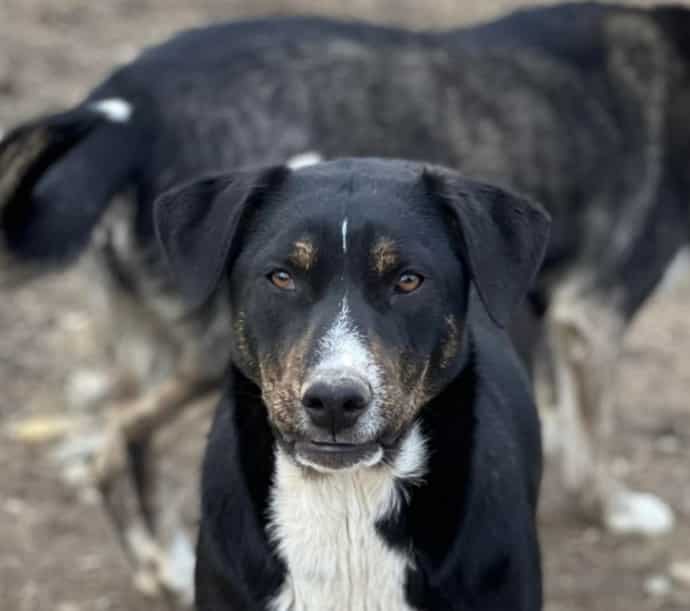 Nixe - Hundevermittlung und Adoption aus Rumänien