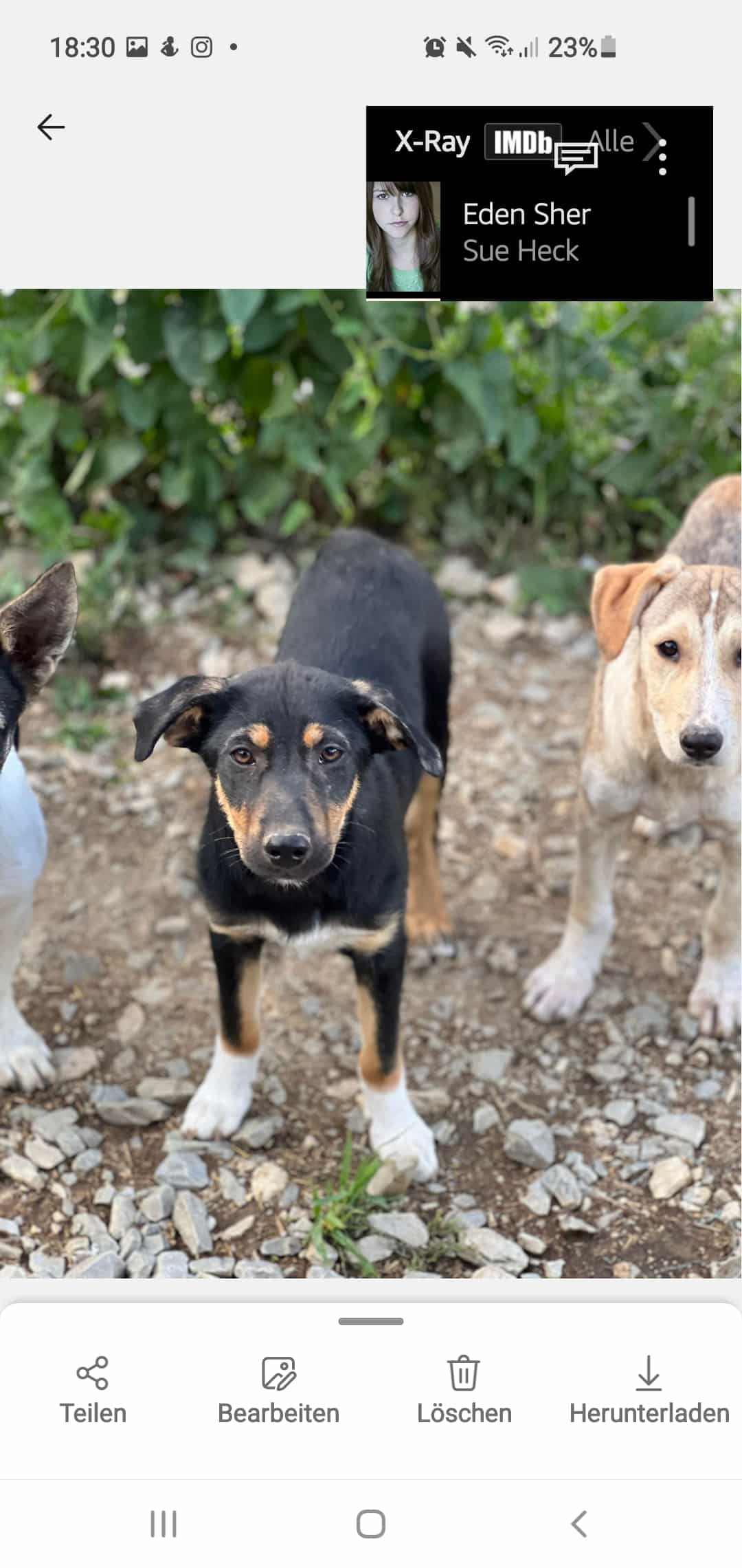 Sally - Hundevermittlung und Adoption aus Rumänien