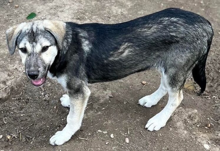 Tanuschka - Hundevermittlung und Adoption aus Rumänien