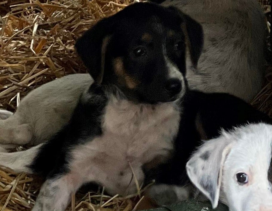 Maike - Hundevermittlung und Adoption aus Rumänien
