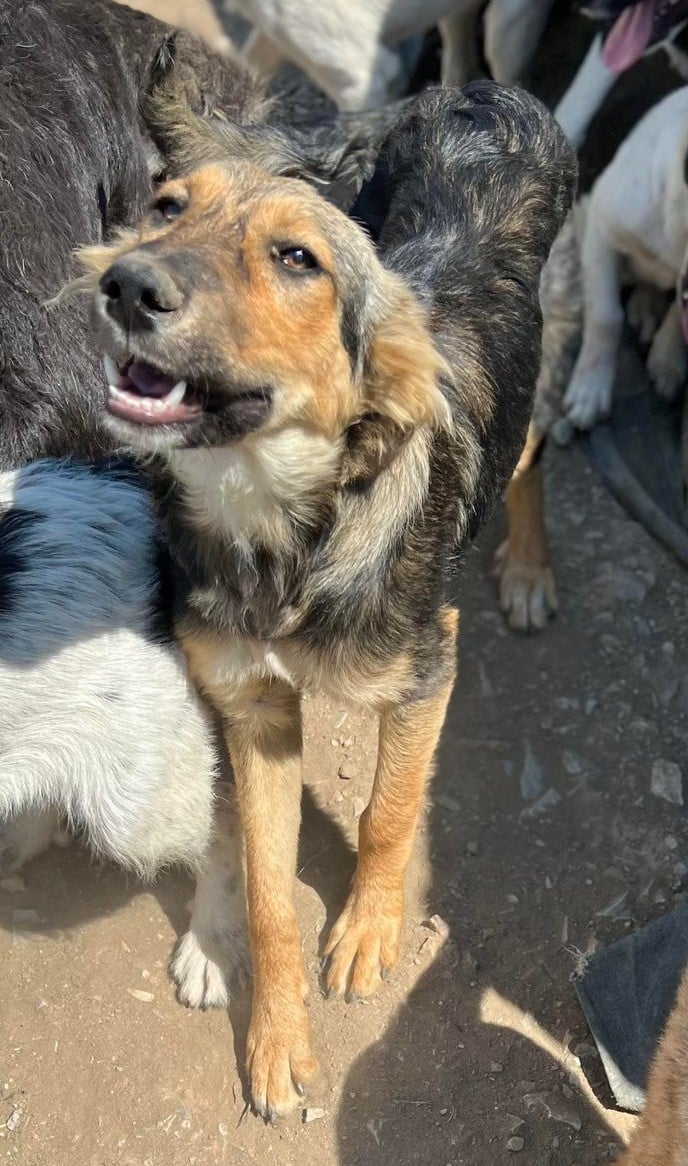 Vedika - Hundevermittlung und Adoption aus Rumänien