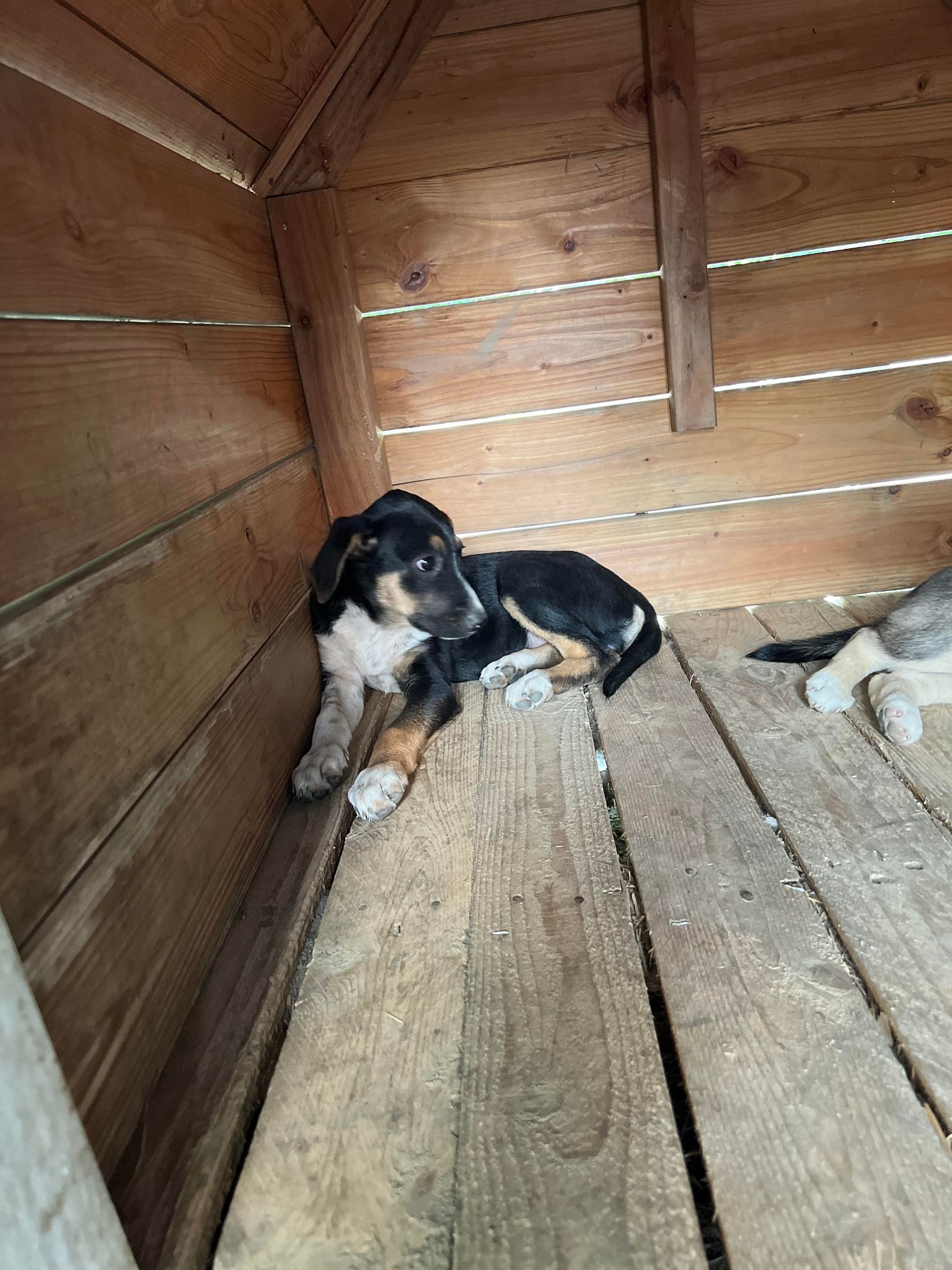 Maike - Hundevermittlung und Adoption aus Rumänien