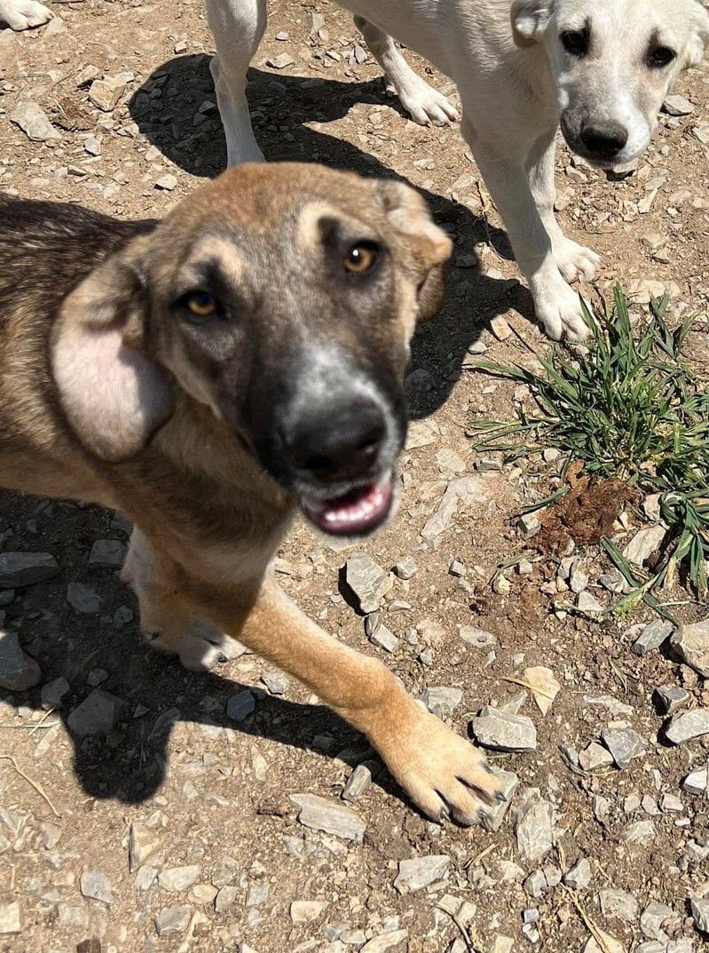 Valeo - Hundevermittlung und Adoption aus Rumänien