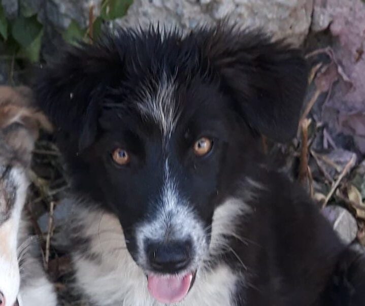 Blaire- Hundevermittlung und Adoption aus Rumänien
