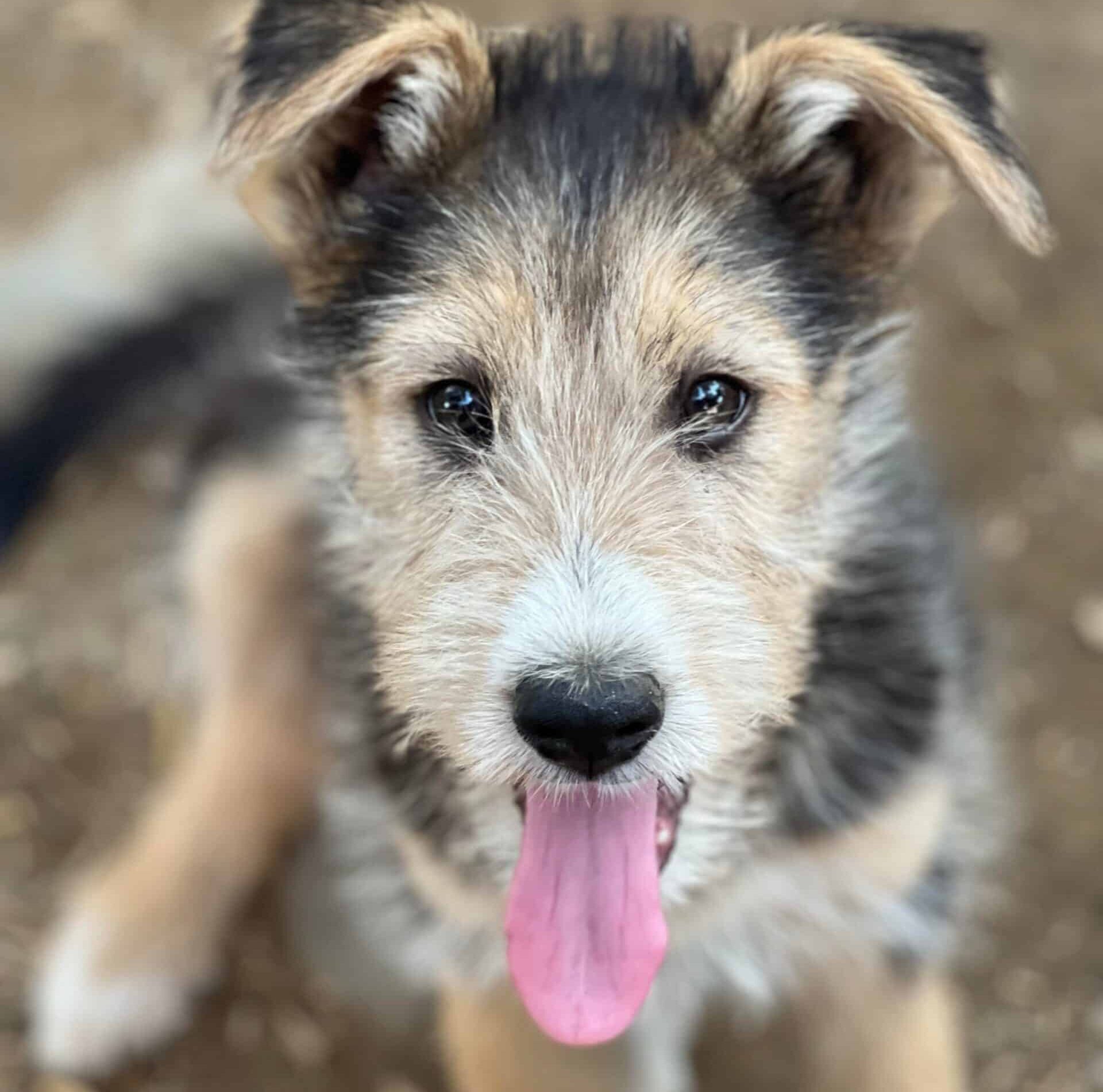Mathilda - Hundevermittlung und Adoption aus Rumänien